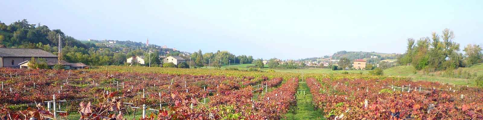 Vigneti di Lambrusco dell'Agriturismo San Polo tra le colline di Castelvetro di Modena in autunno